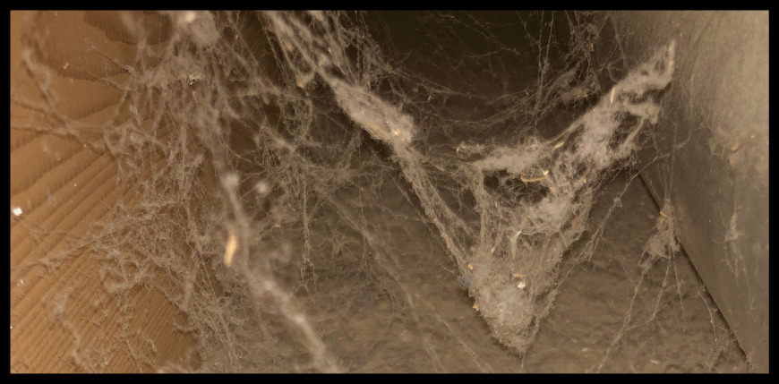 spider webs in house trunk lines